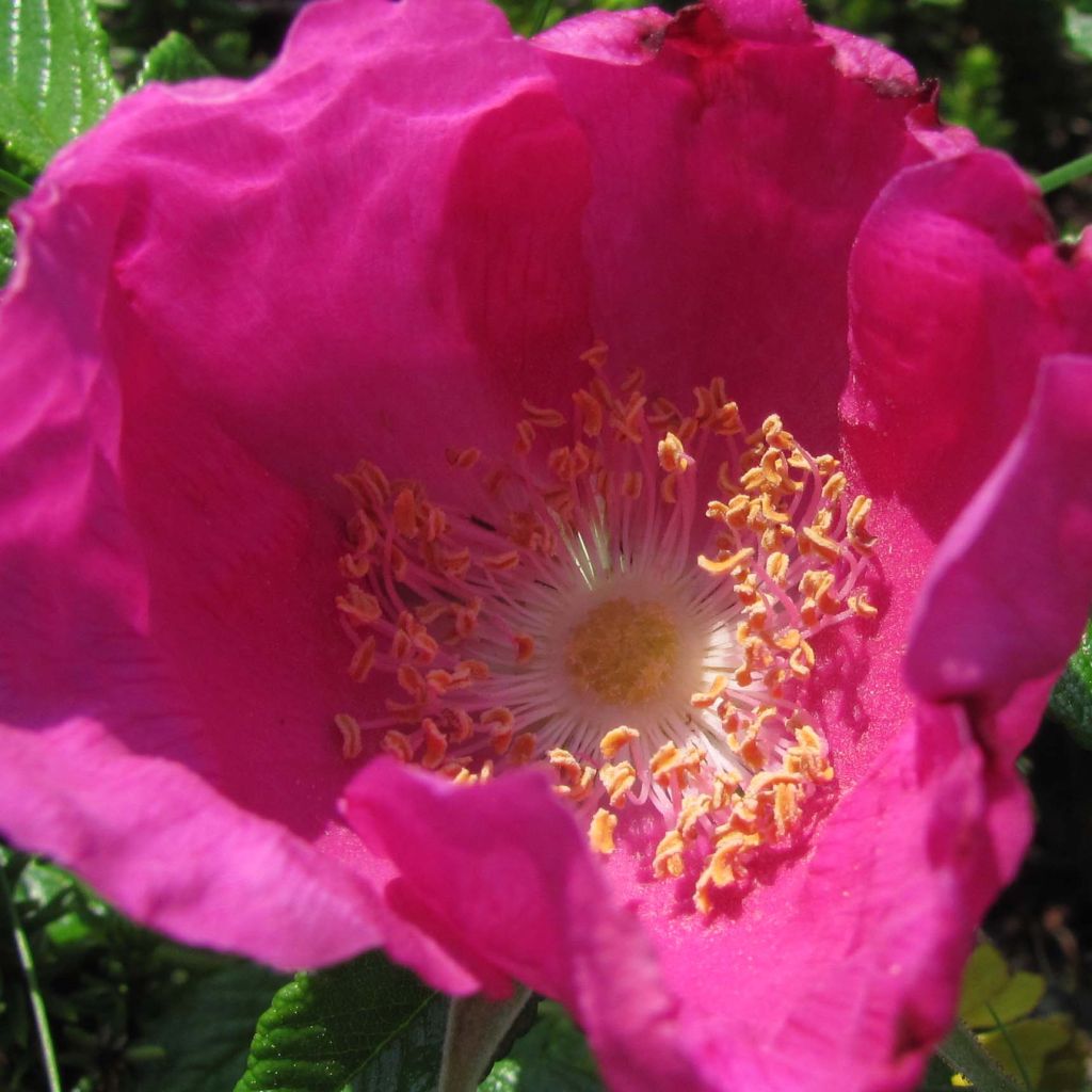 Rosa rugosa