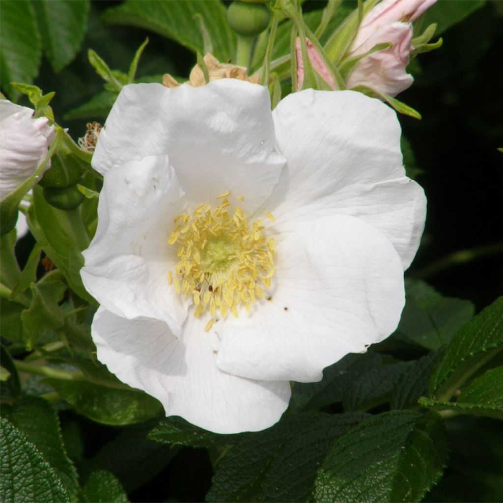 Rosa rugosa Alba