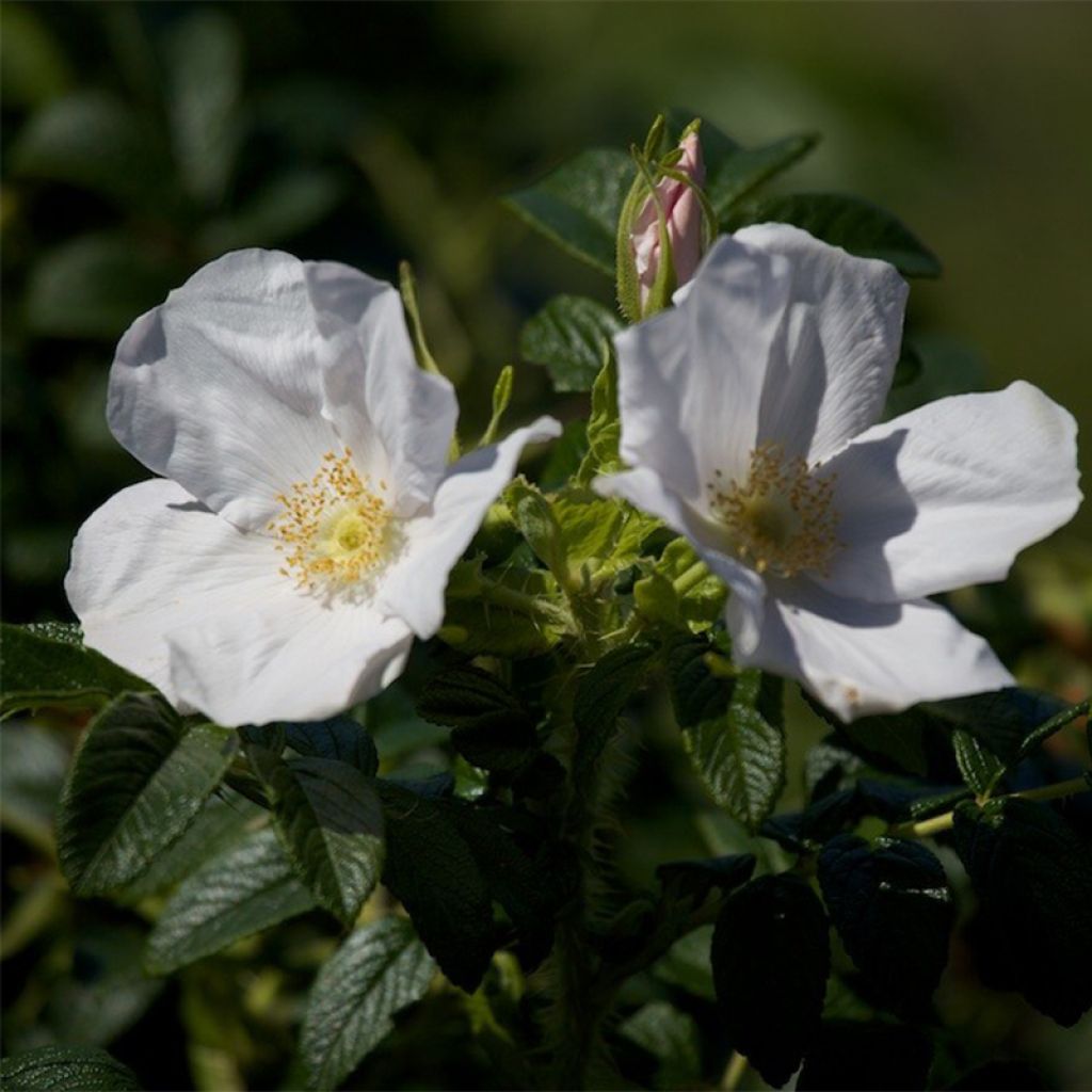 Rosa rugosa Alba