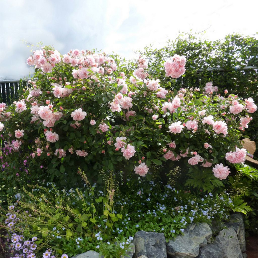 Rosa moscata Felicia