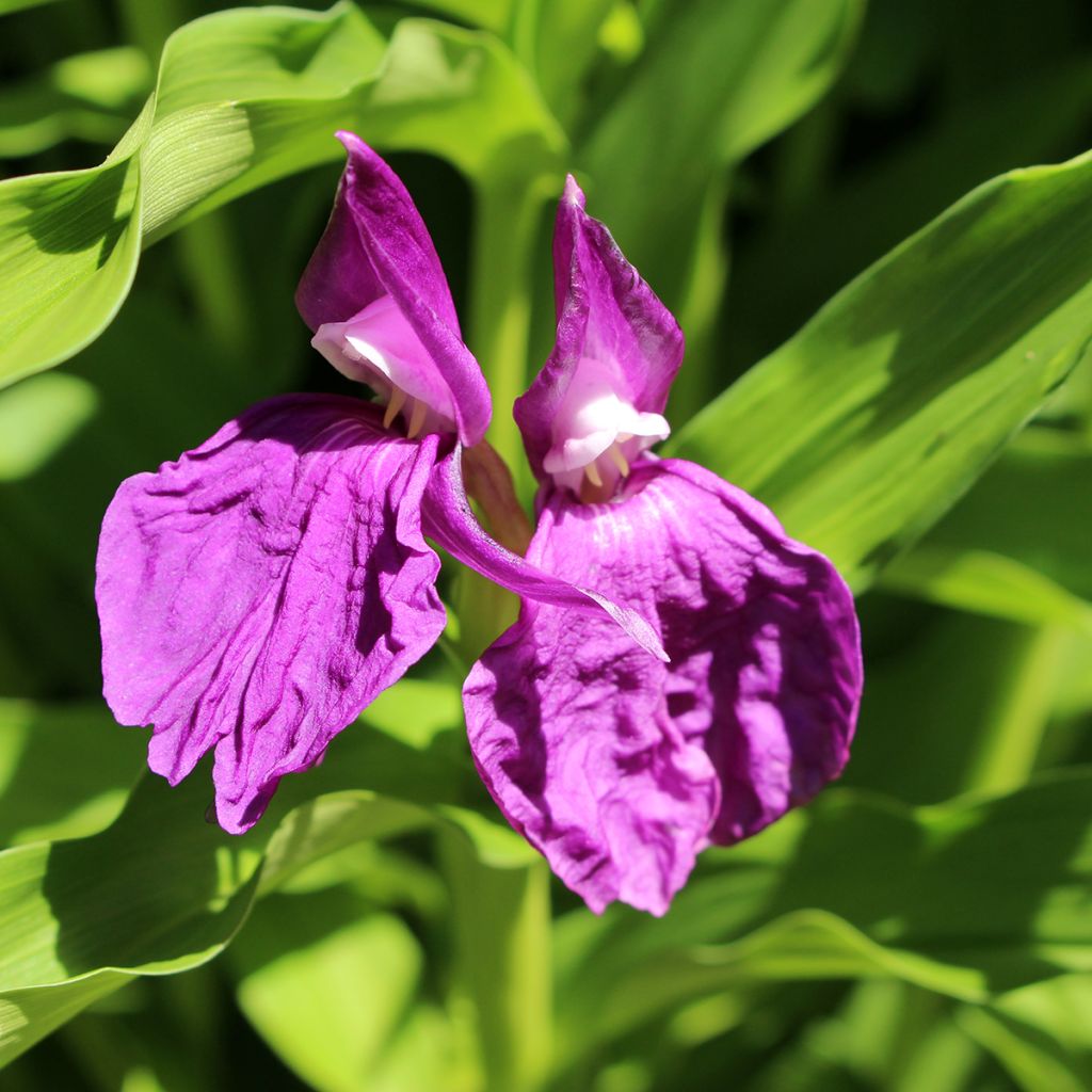 Roscoea purpurea