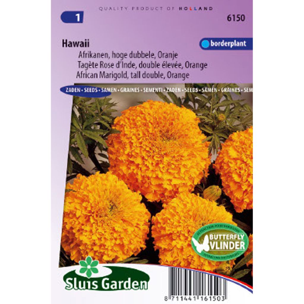 Rose d’Inde Hawaï - Tagetes erecta