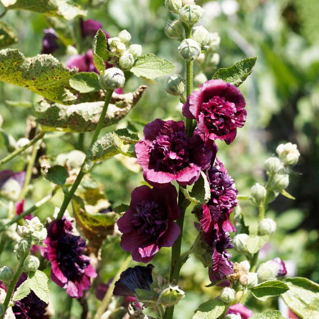 Alcea rosea Chater's Double Violet - Malvarosa