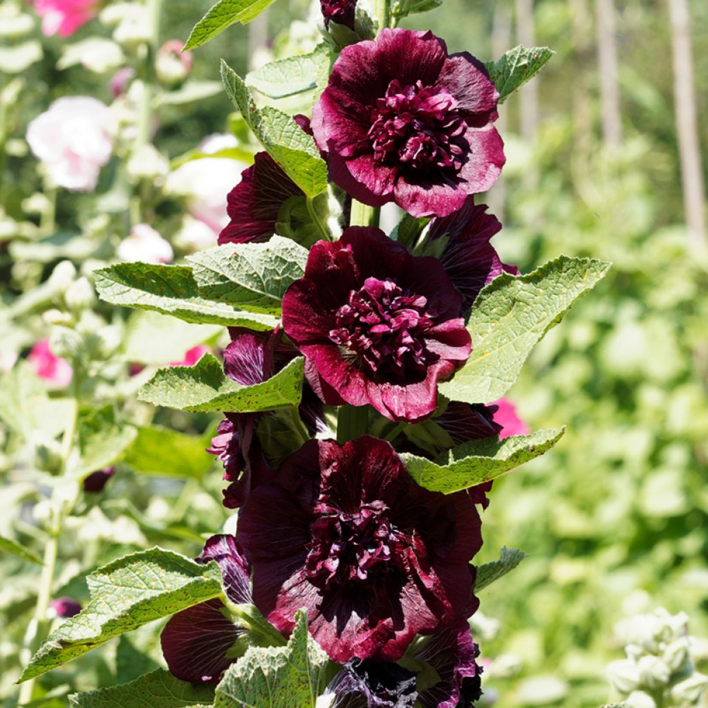 Alcea rosea Chater's Double Violet - Malvarosa