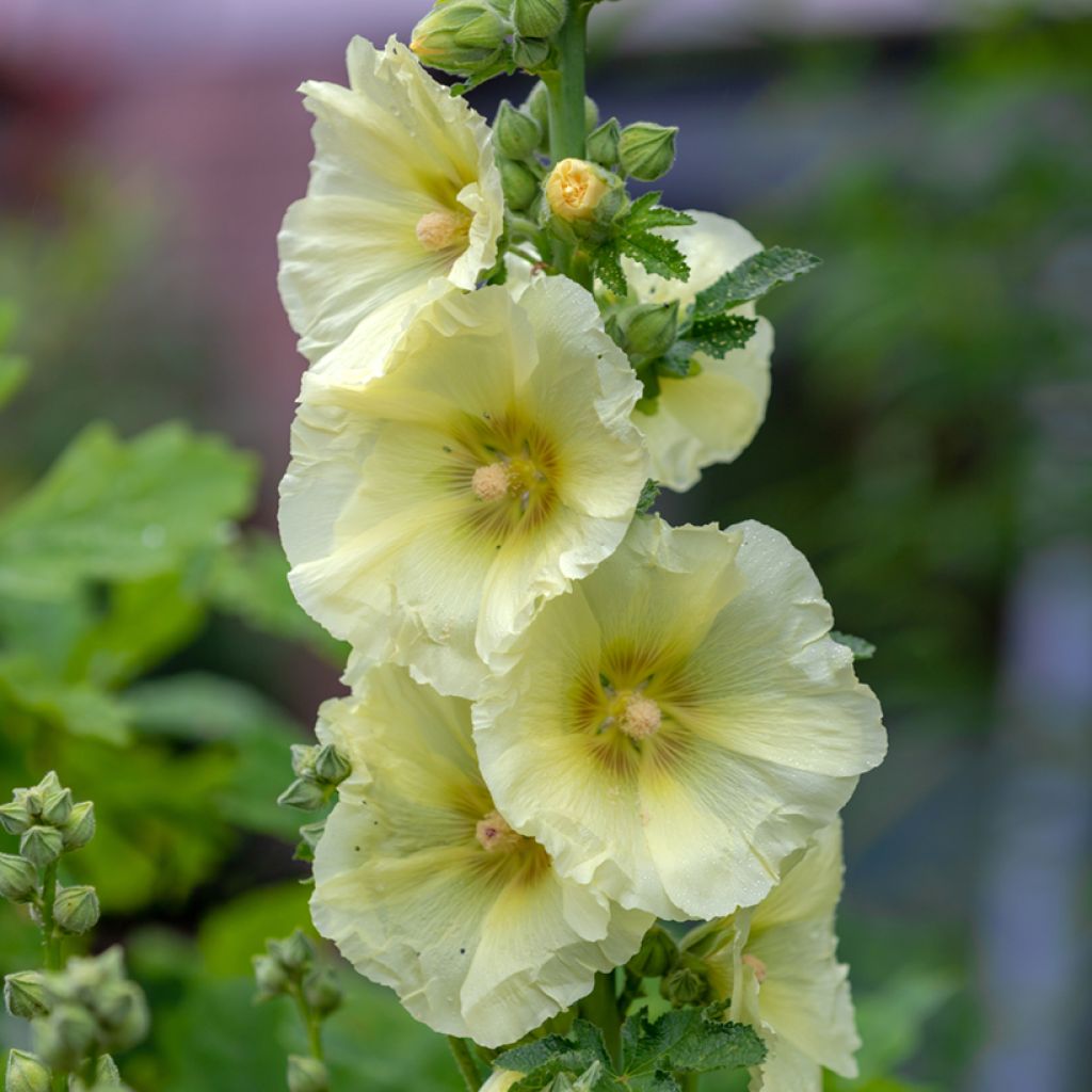 Alcea rosea Sunshine - Malvarosa