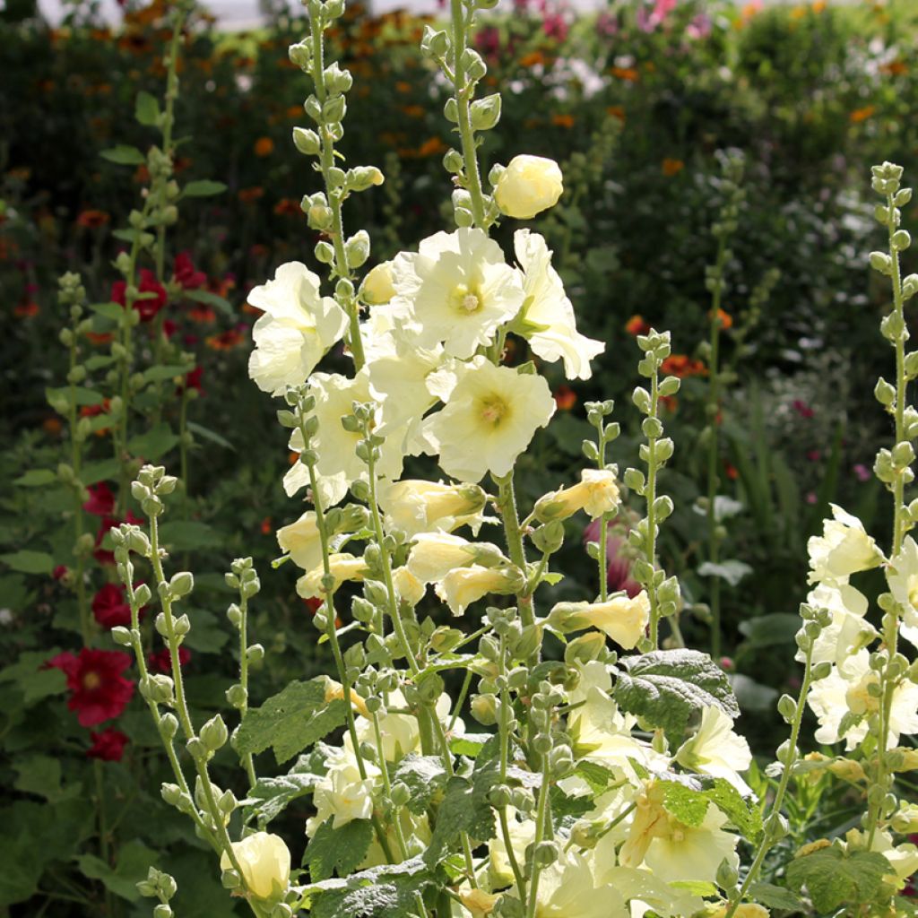 Alcea rosea Sunshine - Malvarosa