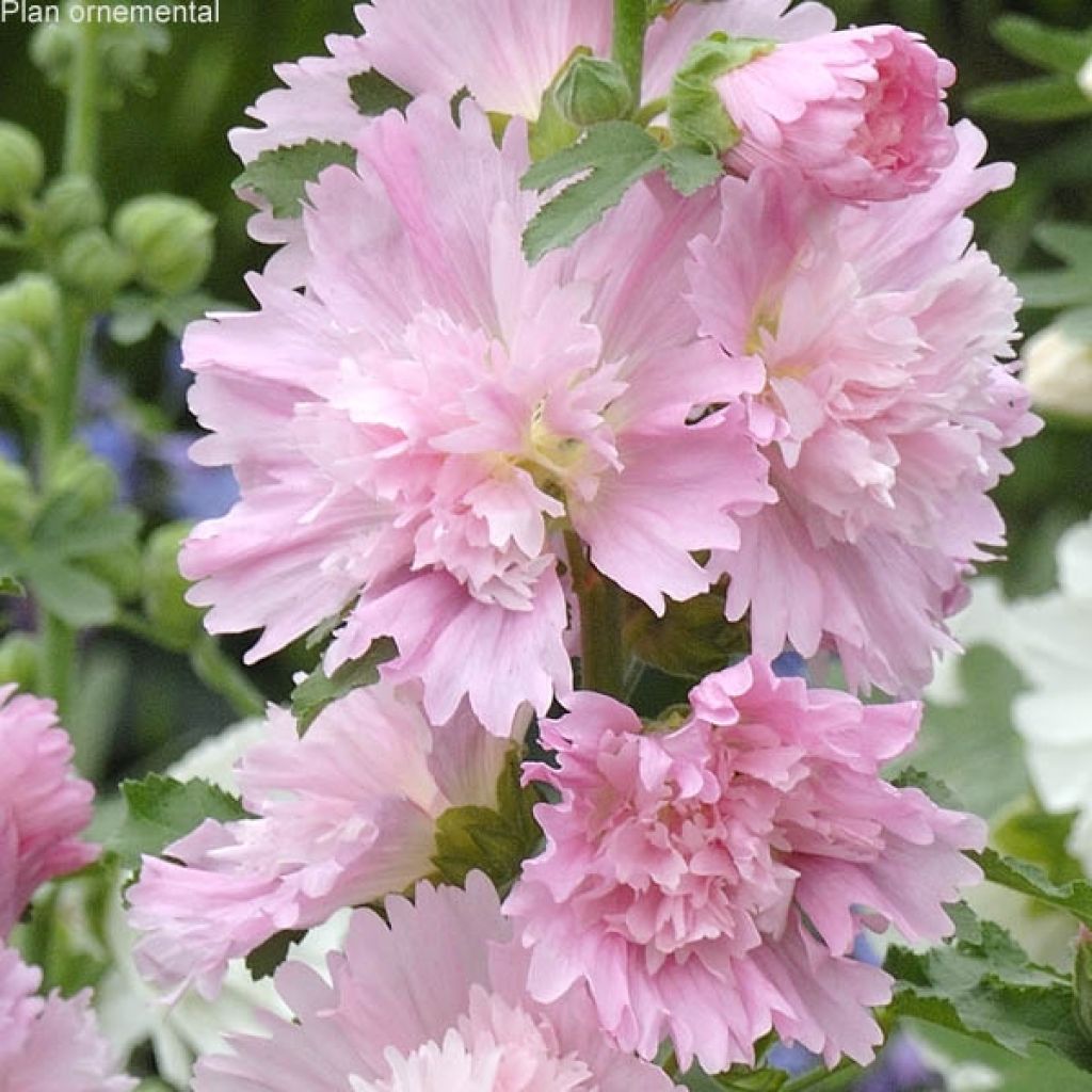 Alcea rosea (rose trémière) Spring Celebrities Pink