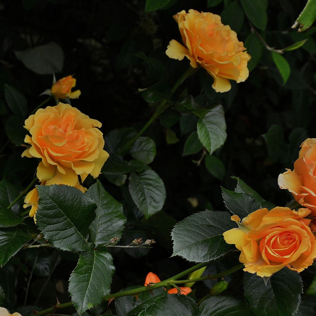 Rosa polyantha Amber Queen