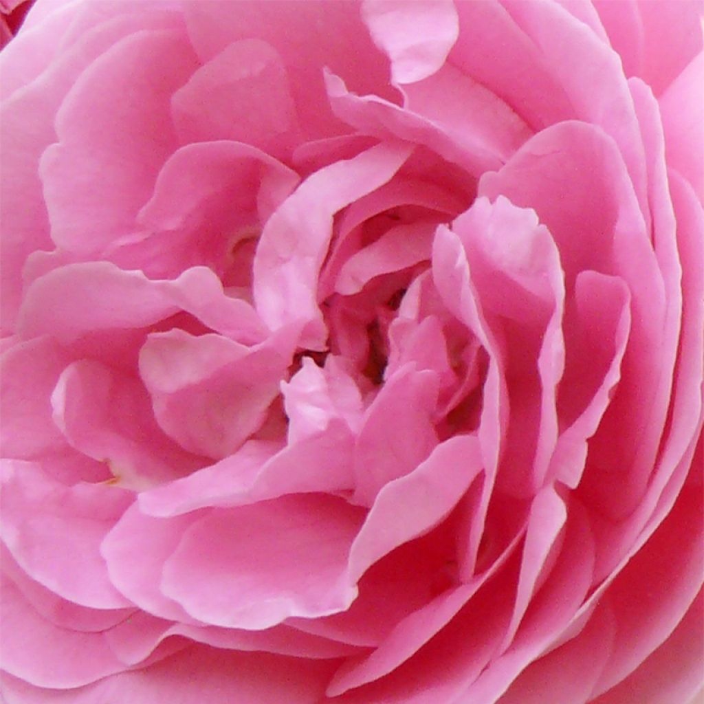 Rosier Ancien Louise Odier - Rosa (x) Bourbon