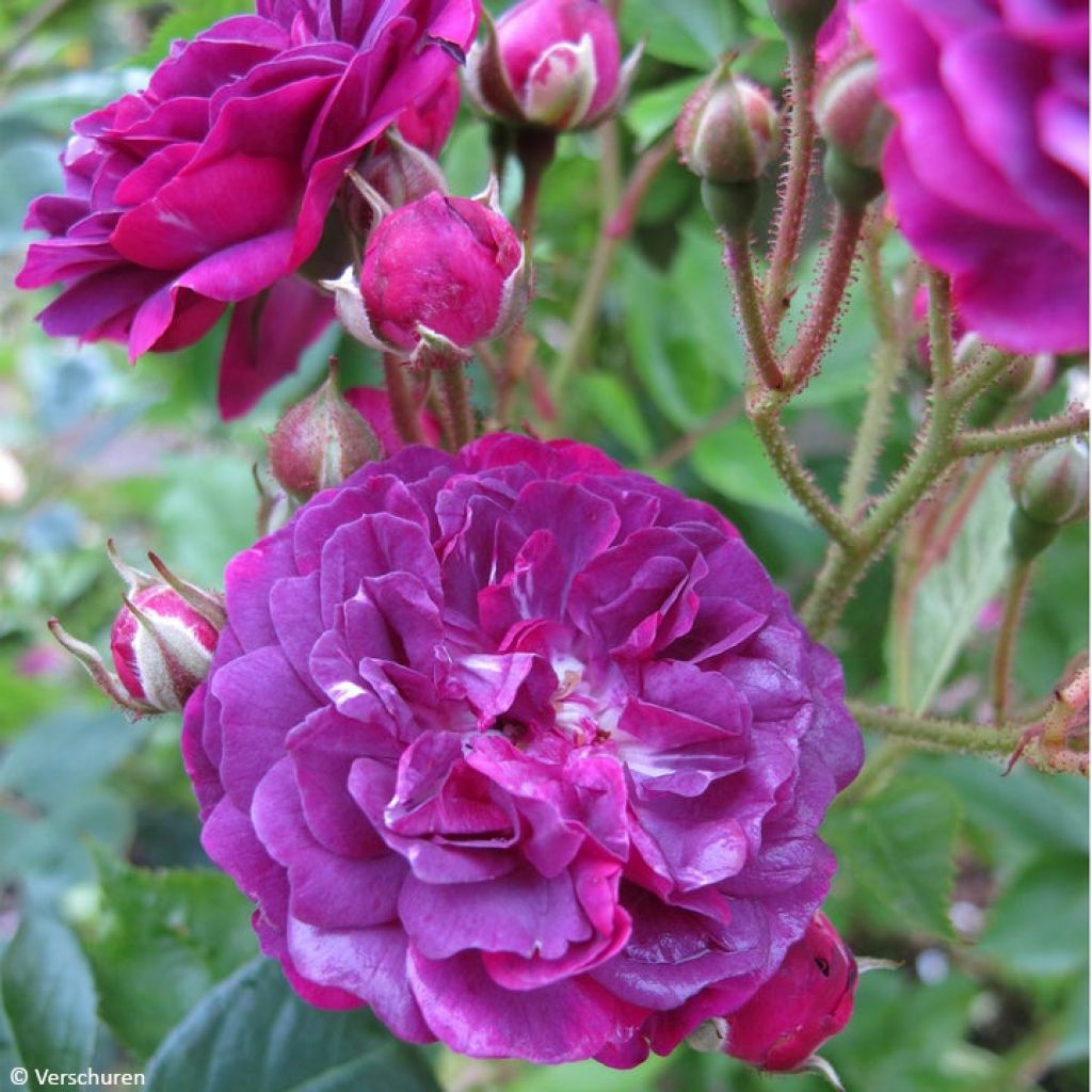 Rosa rampicante Bleu Magenta