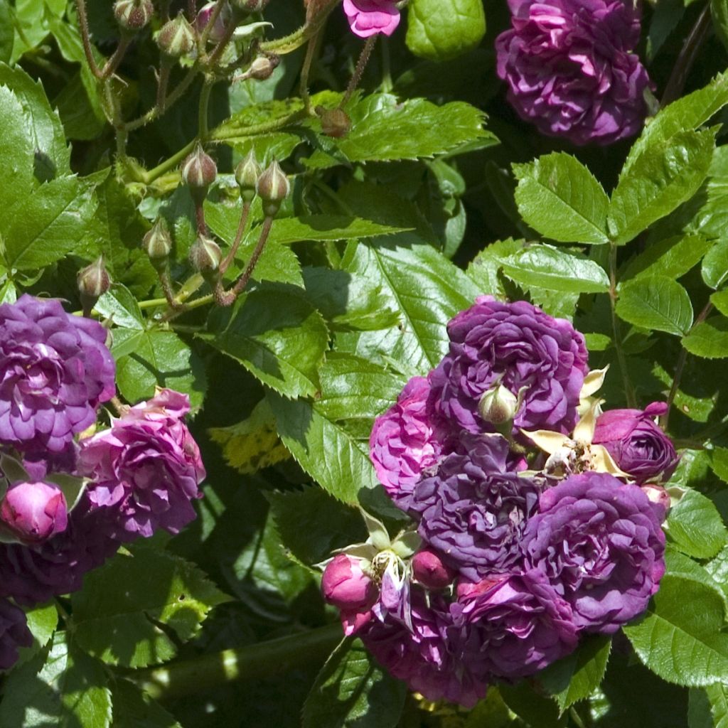 Rosier Bleu Magenta - Rosier grimpant ancien