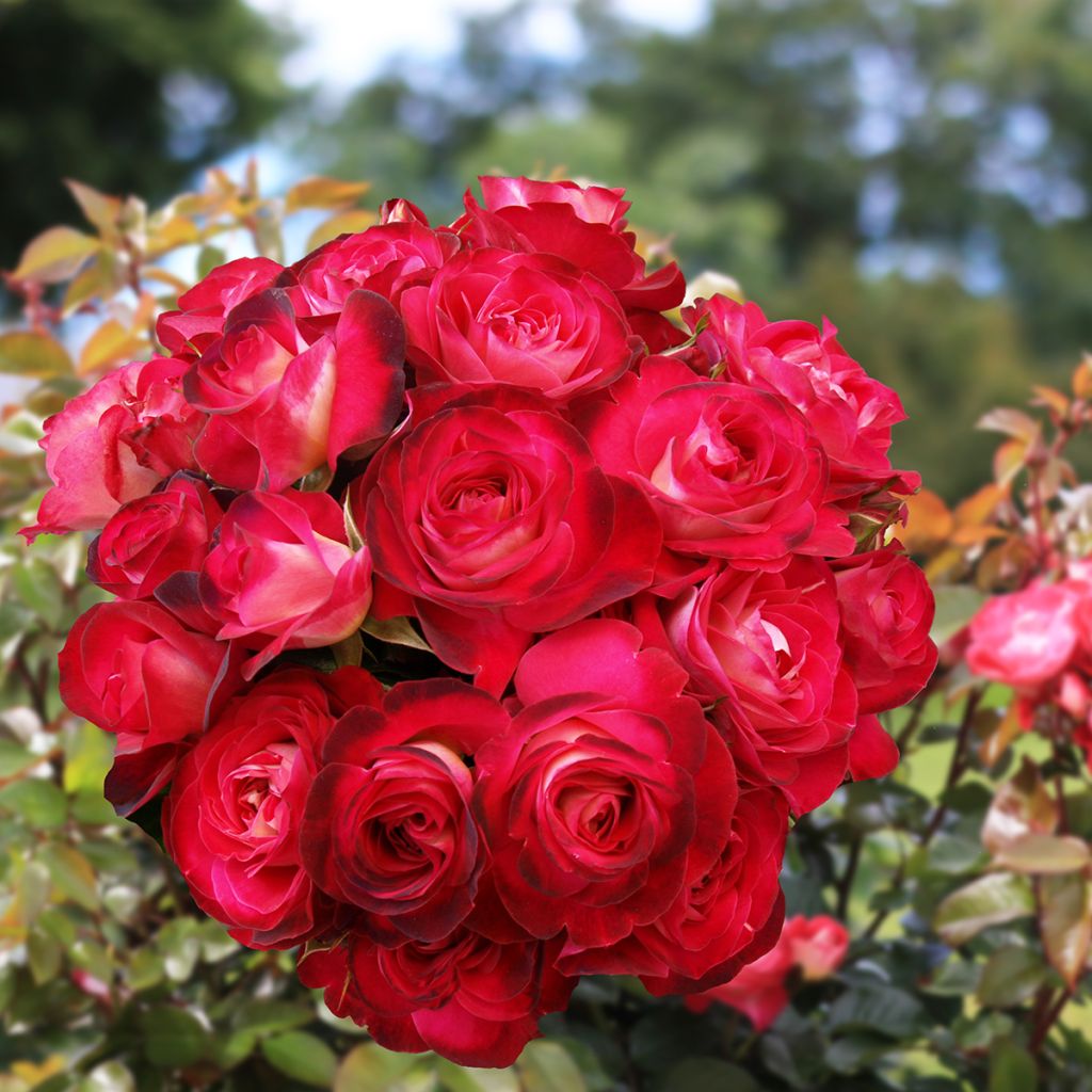 Rosa floribunda Chalon en Bourgogne