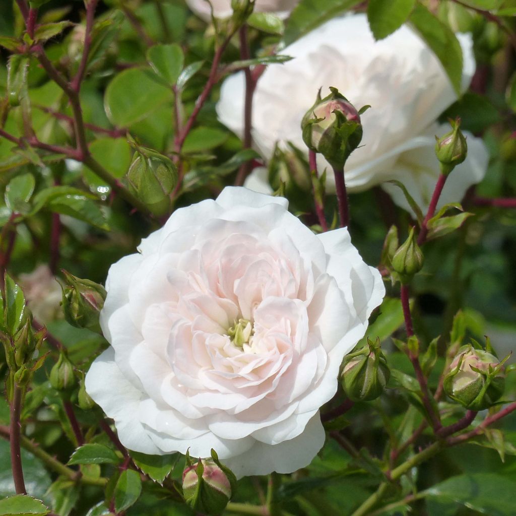 Rosa tappezzante Swany