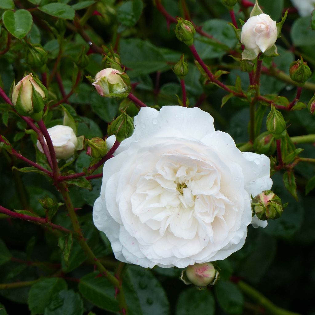 Rosa tappezzante Swany