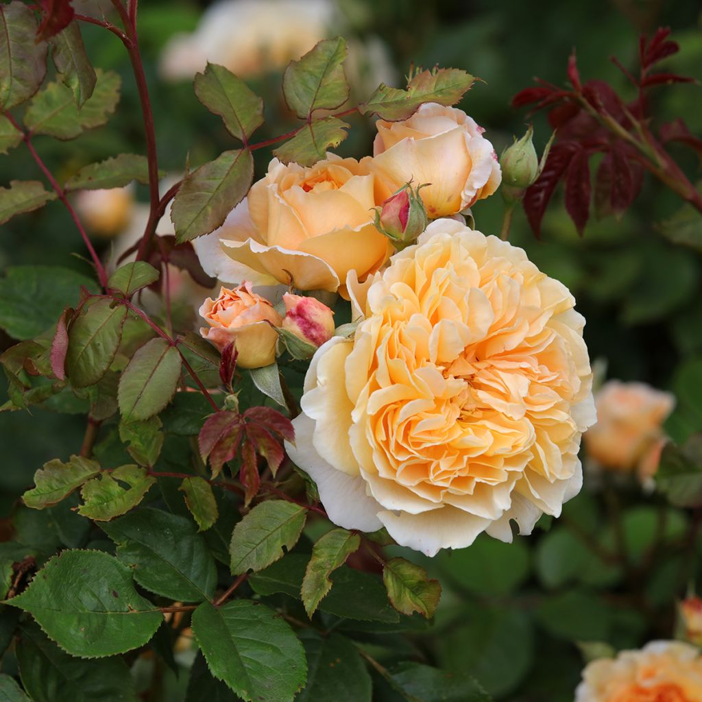 Rosa Crown Princess Margareta