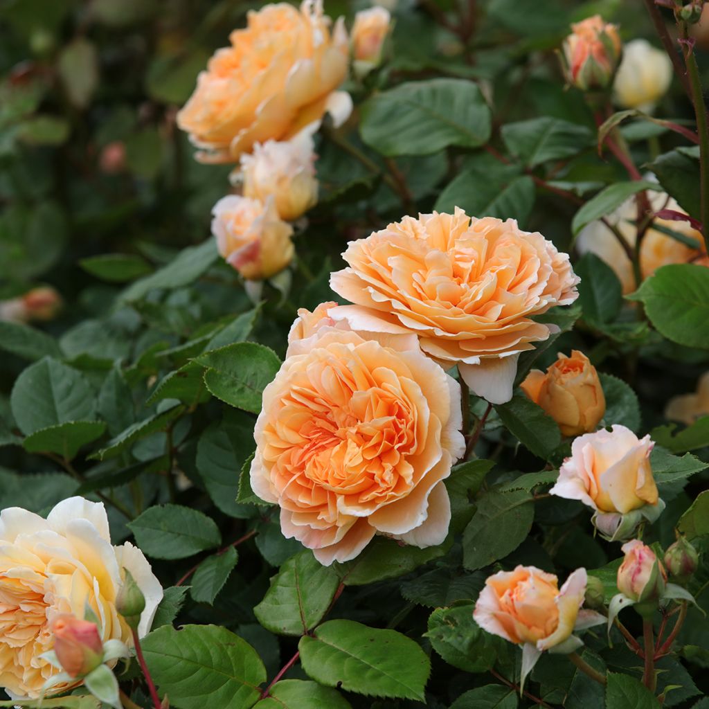 Rosa Crown Princess Margareta