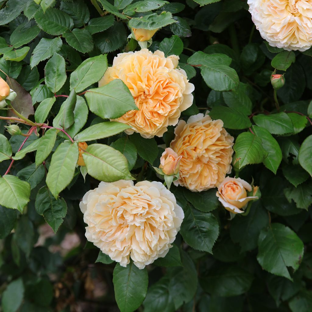 Rosa Crown Princess Margareta