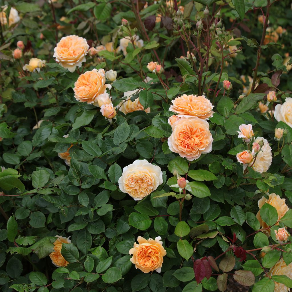 Rosa Crown Princess Margareta