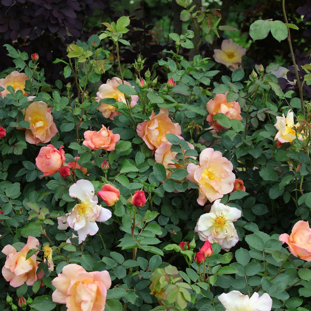 Rosa Fighting Temeraire