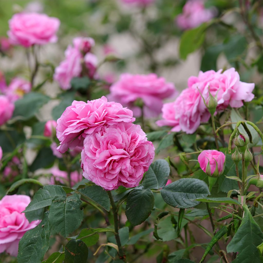 Rosa Gertrude Jekyll