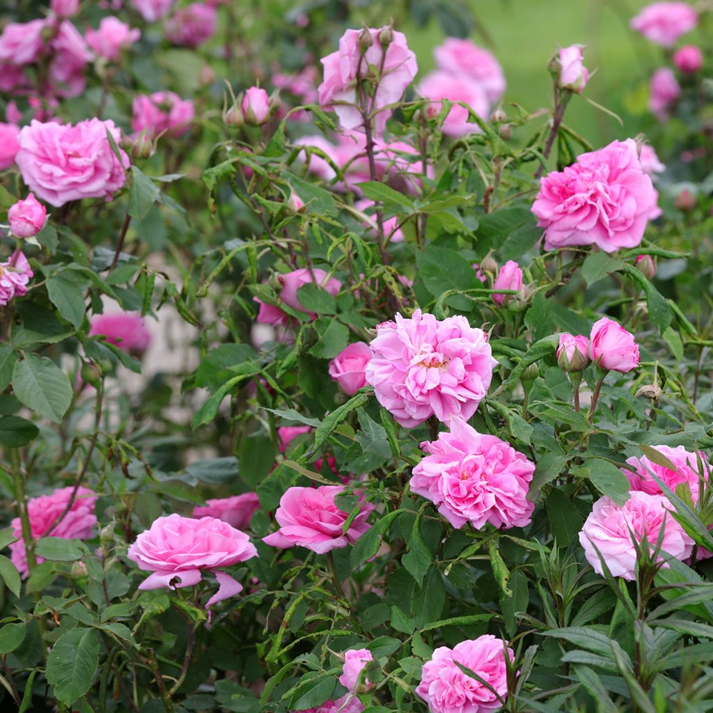 Rosa Gertrude Jekyll