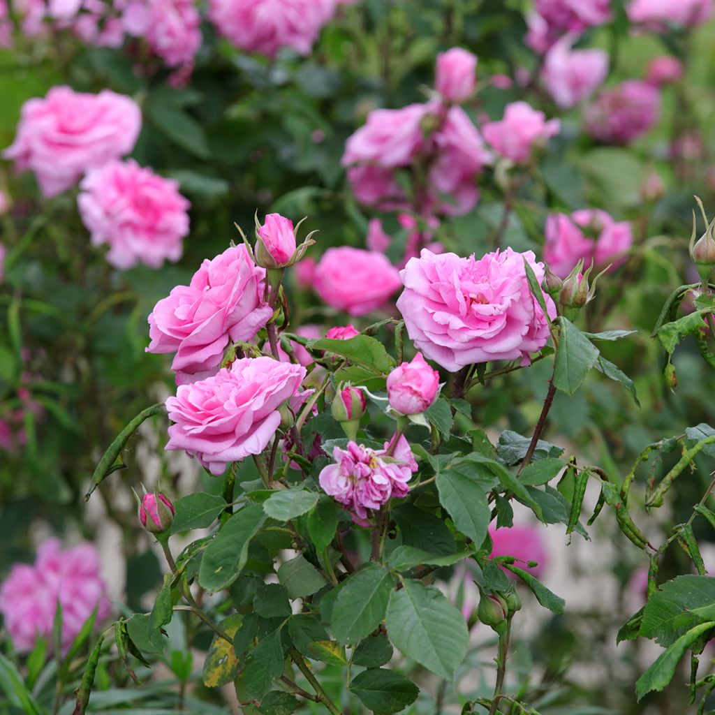 Rosa Gertrude Jekyll