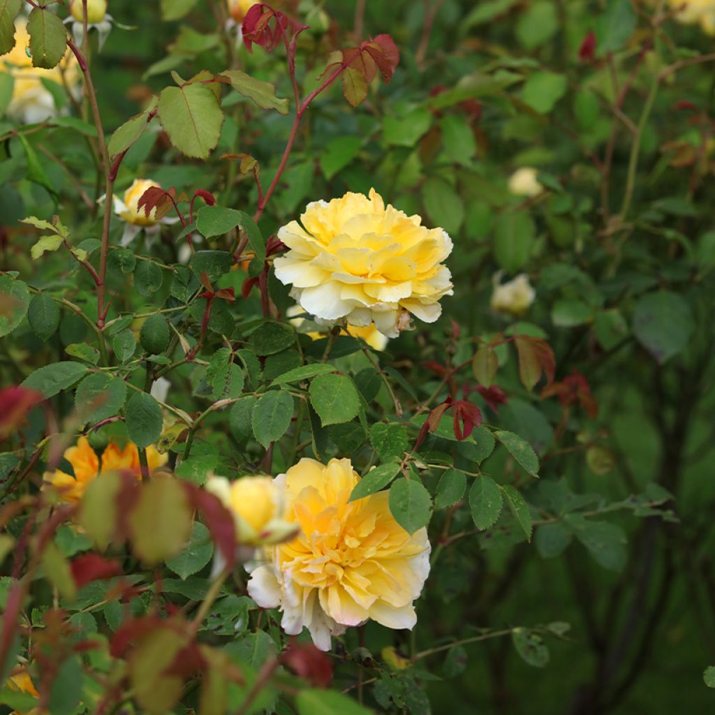 Rosa Molineux