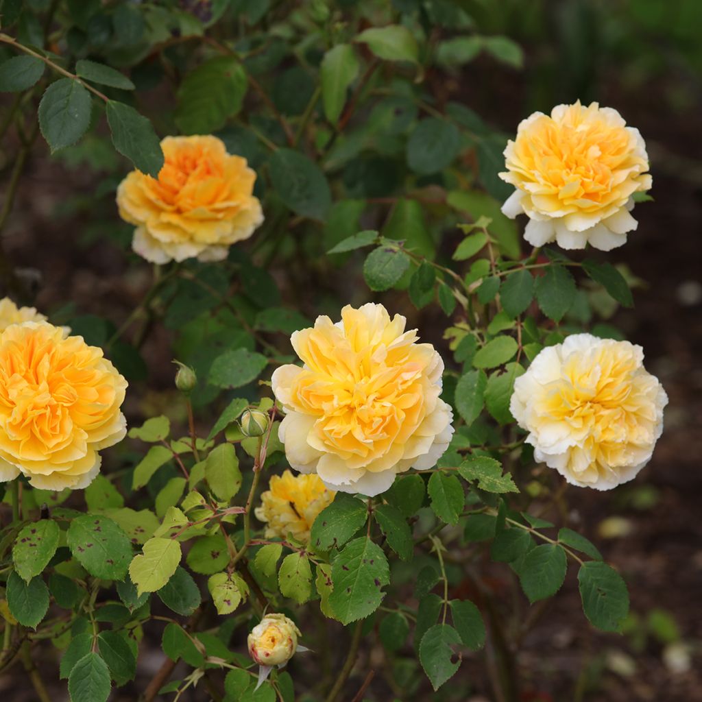 Rosa Molineux