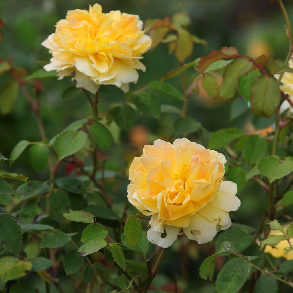 Rosa Molineux