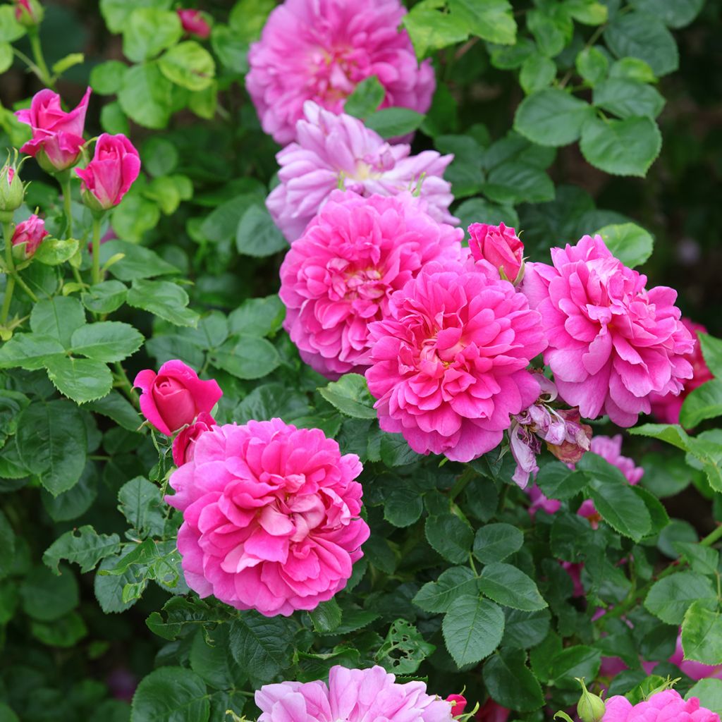 Rosa Princess Anne