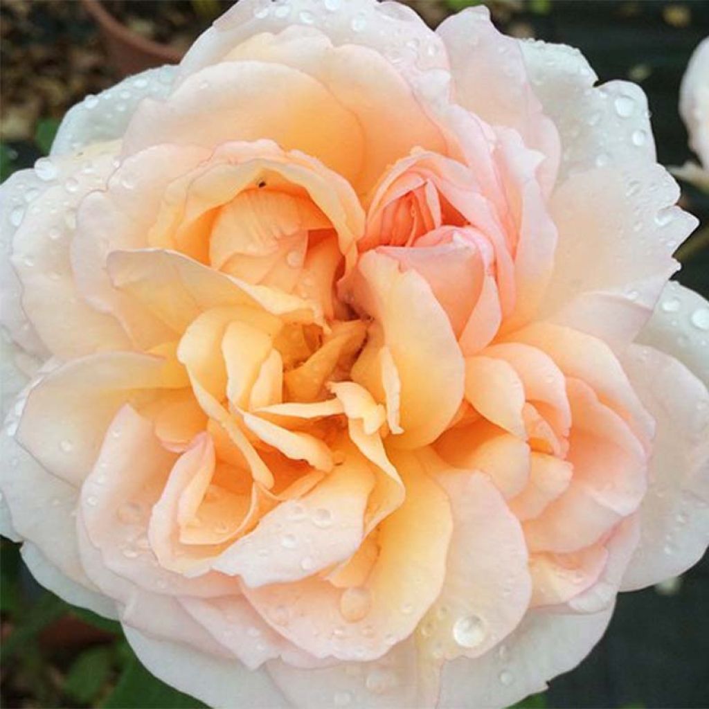 Rosier David Austin The Lady Gardener® - Ausbrass