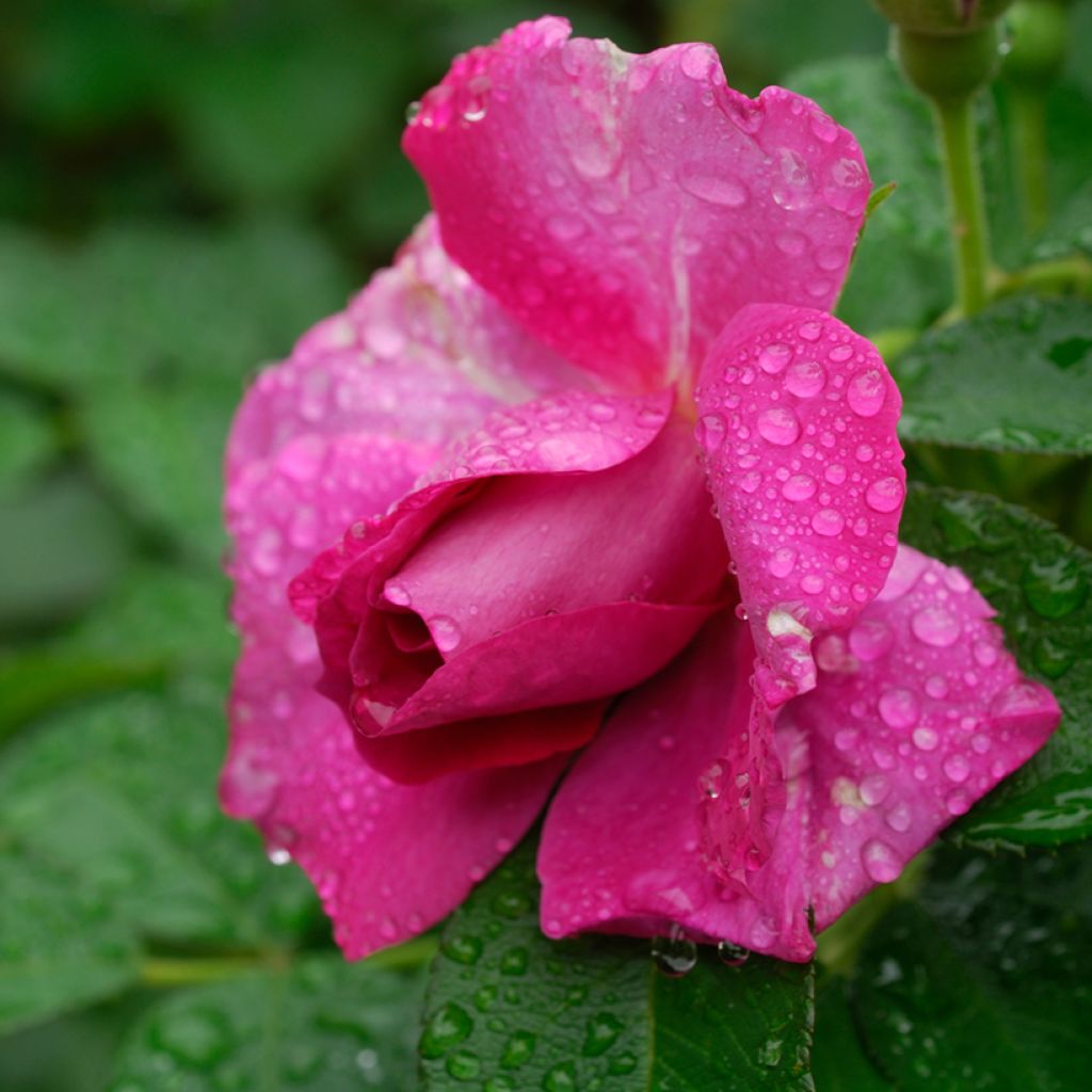 Rosa rugosa Wild Edric - Aushedge