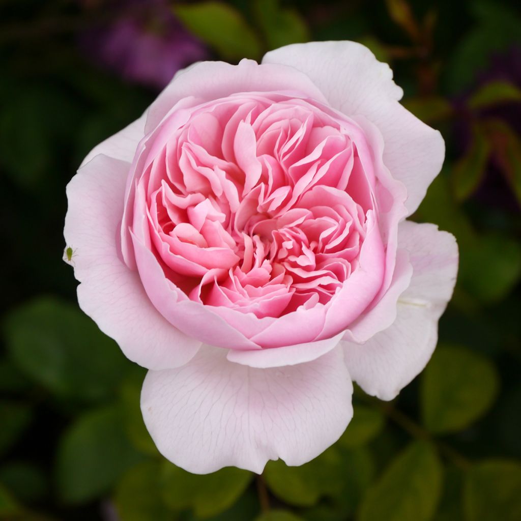 Rosa Wisley 2008