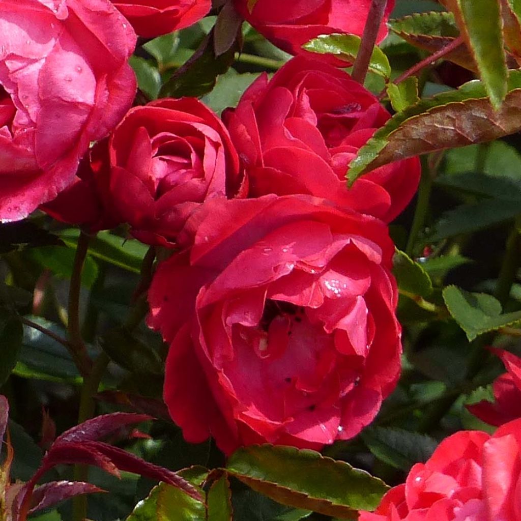 Rosier Fête des Mères - Rosa (x) polyantha