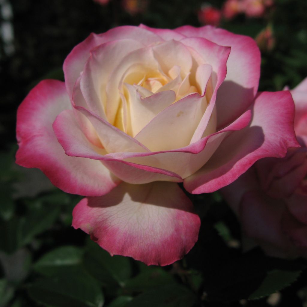 Rosier Laminuette - Rosa (x) floribunda