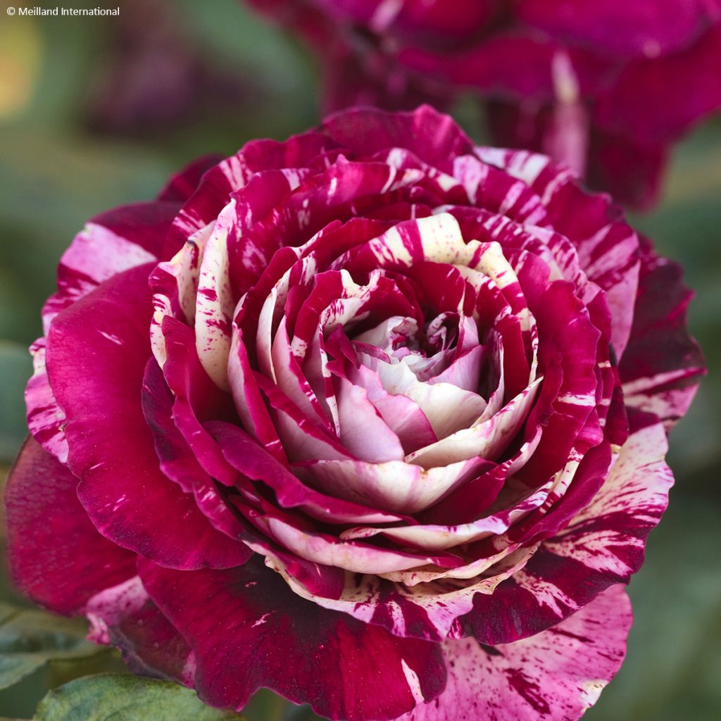 Rosa Floribunda Julio Iglesias Meistemon