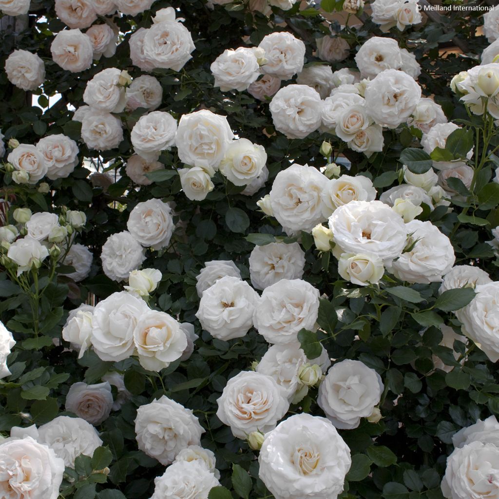 Rosa rampicante Palais Royal