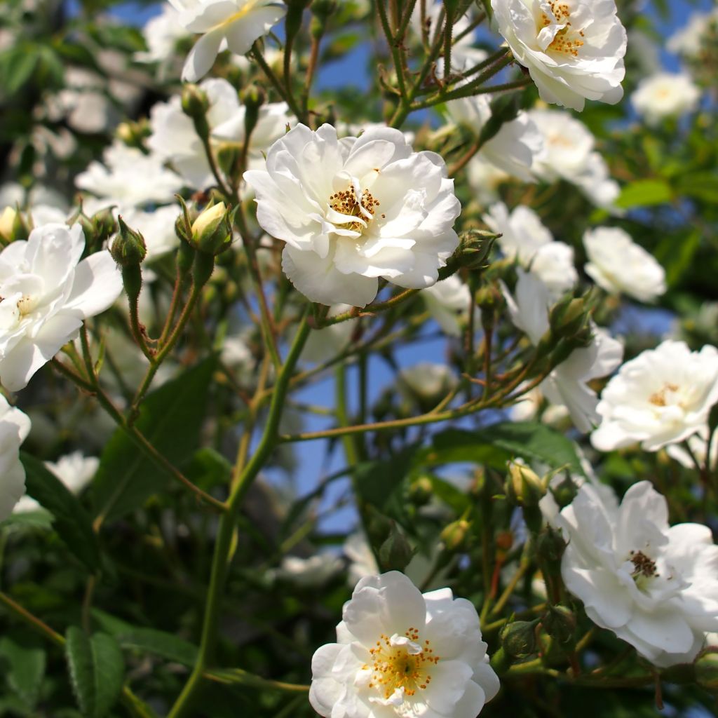 Rosa multiflora Rambling Rector