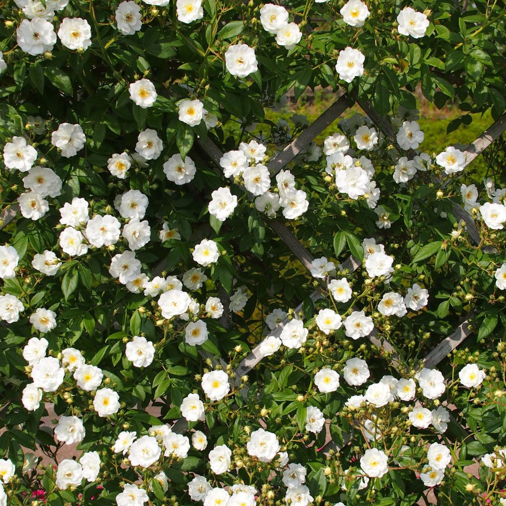 Rosa multiflora Rambling Rector