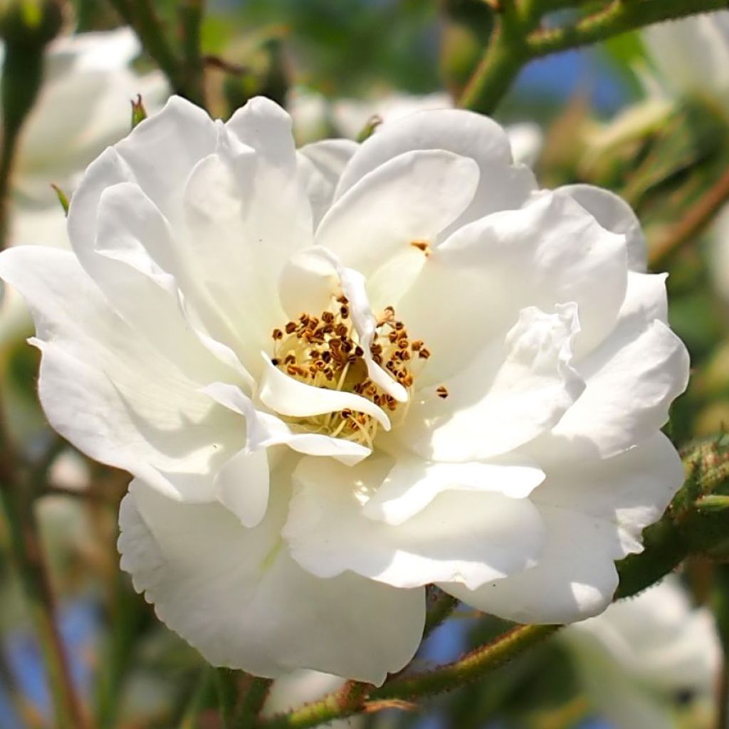 Rosa multiflora Rambling Rector