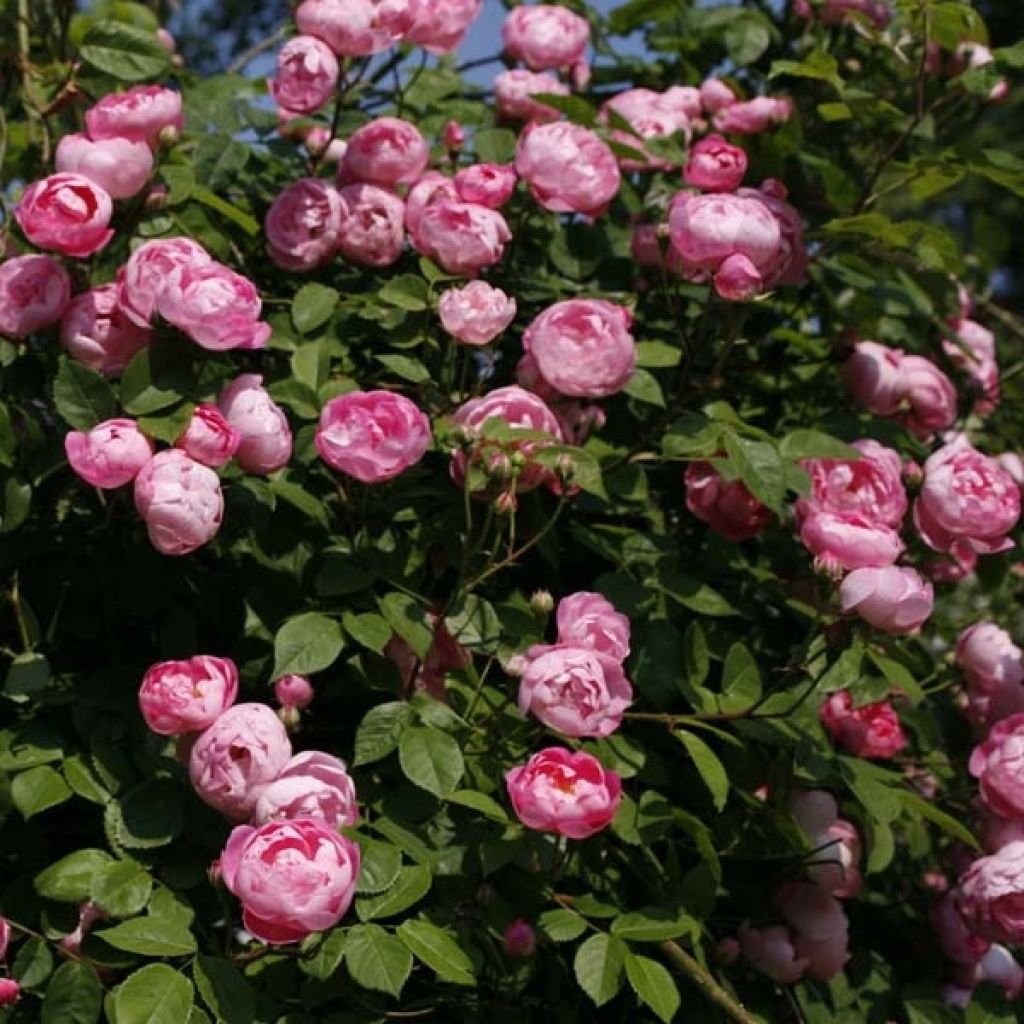 Rosa antica Raubritter