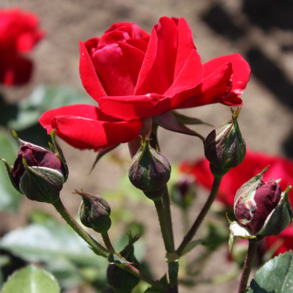 Rosa polyantha Alain