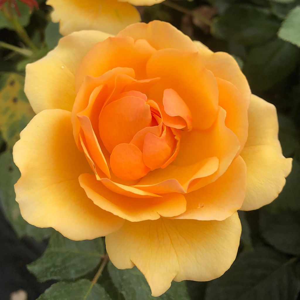 Rosa polyantha Amber Queen