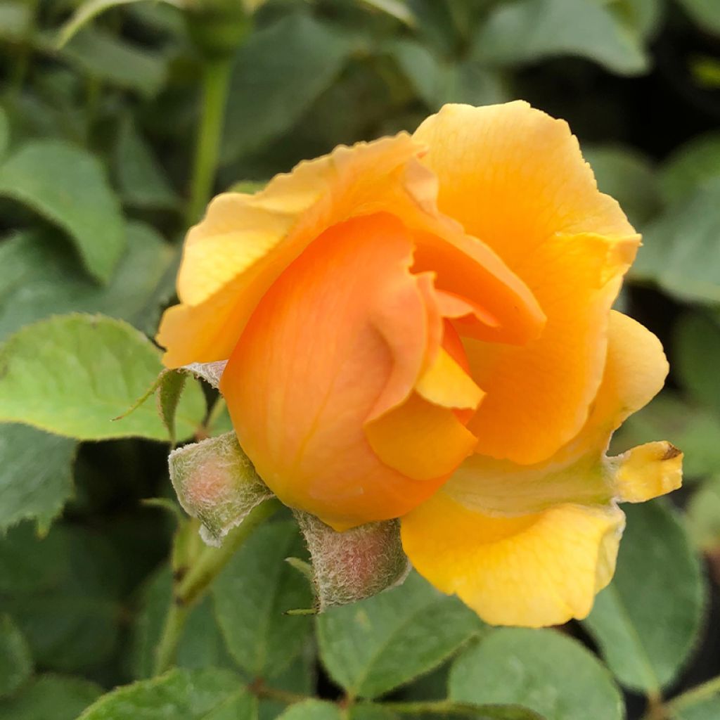 Rosa polyantha Amber Queen