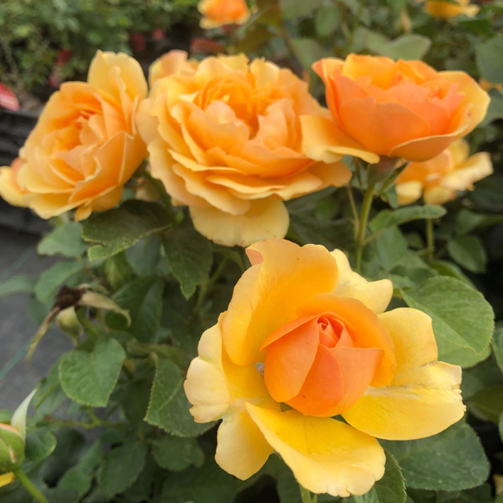 Rosa polyantha Amber Queen