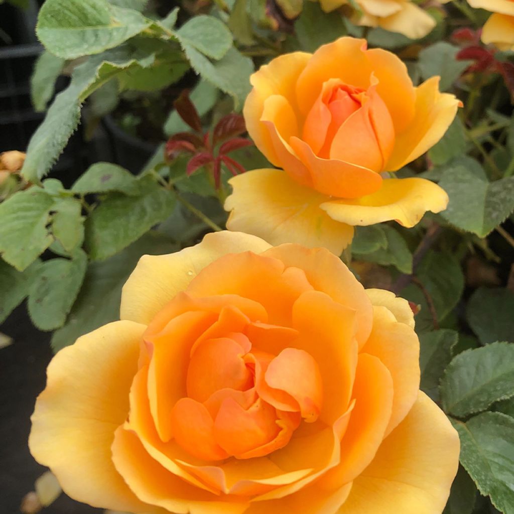 Rosa polyantha Amber Queen