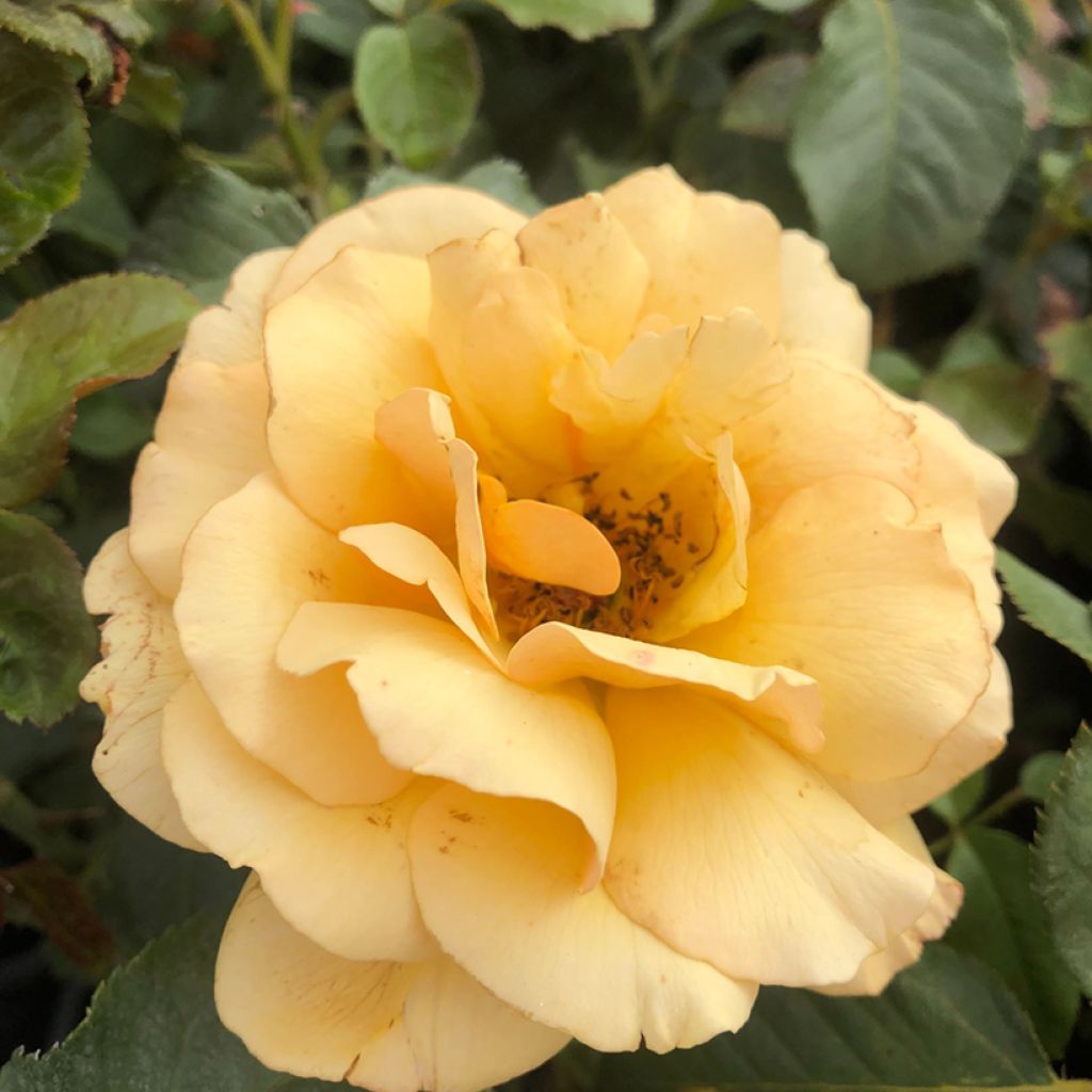 Rosa polyantha Amber Queen