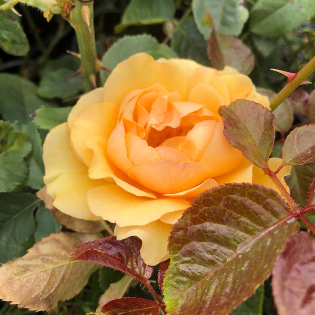 Rosa polyantha Amber Queen