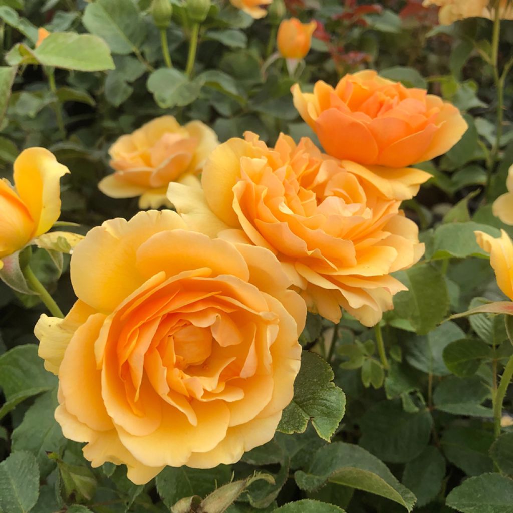 Rosa polyantha Amber Queen