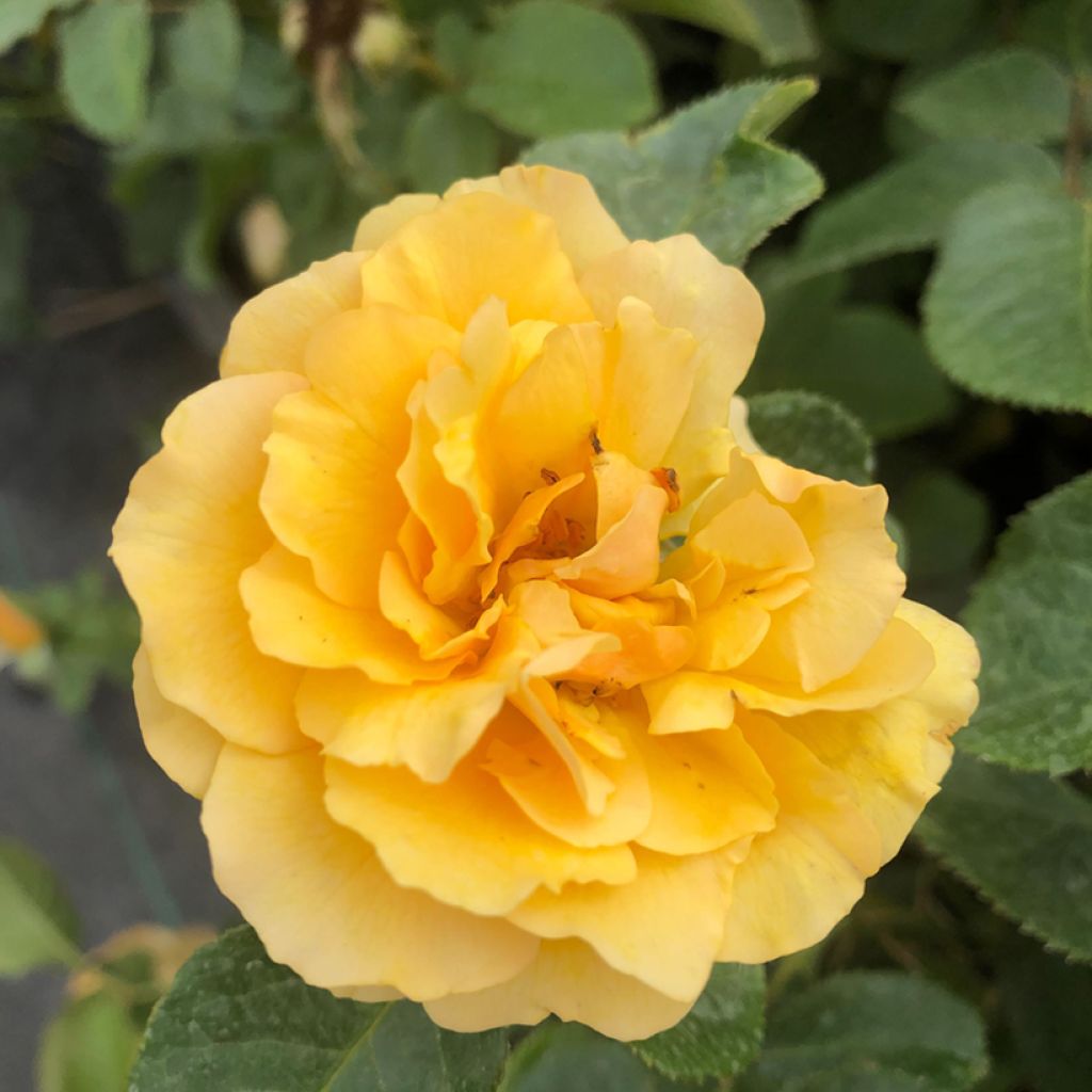 Rosa polyantha Amber Queen